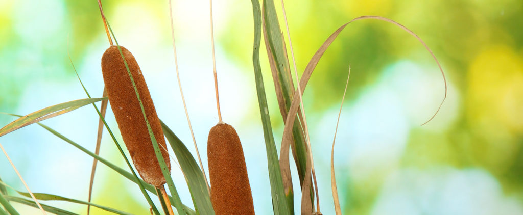 Photo of cattails in natural light